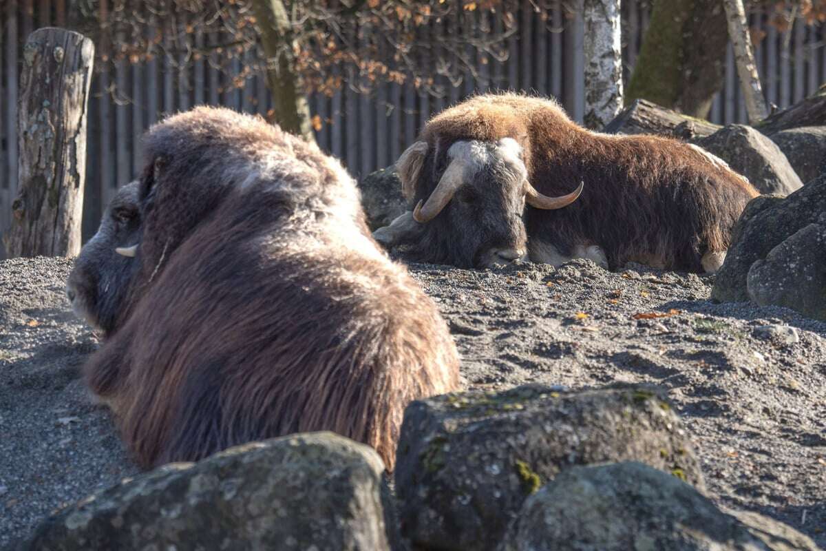 Moschusochse tot: Natürliches Verhalten wird Weibchen im Tierpark zum Verhängnis