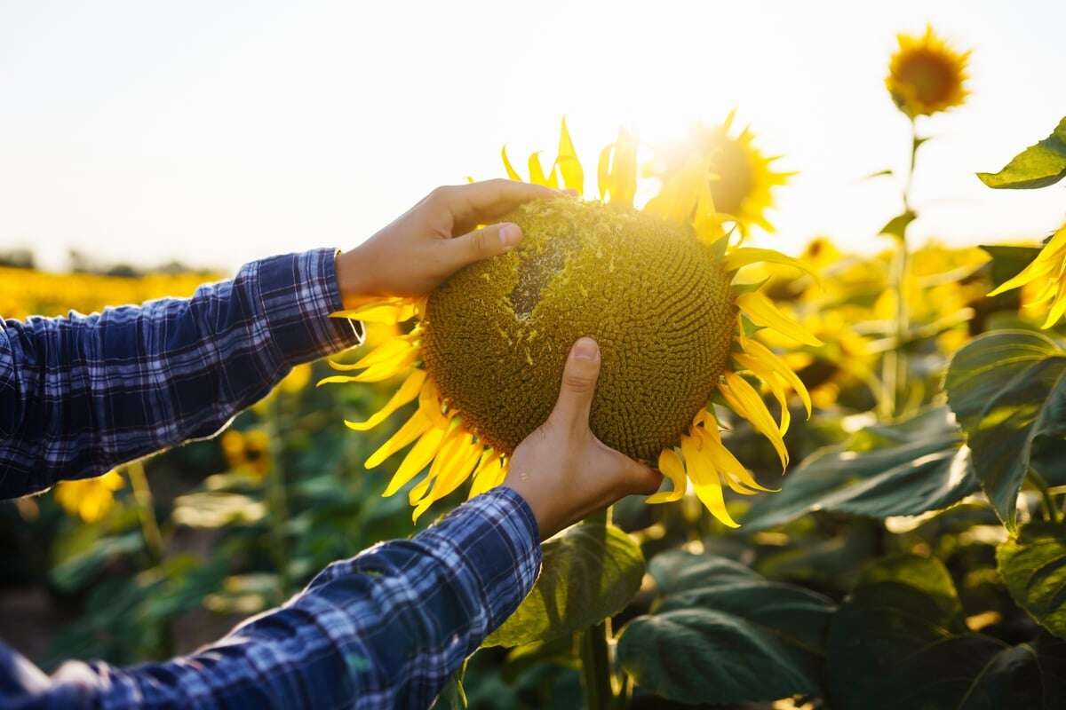 Darauf sollte man achten, wenn man Sonnenblumenkerne ernten will