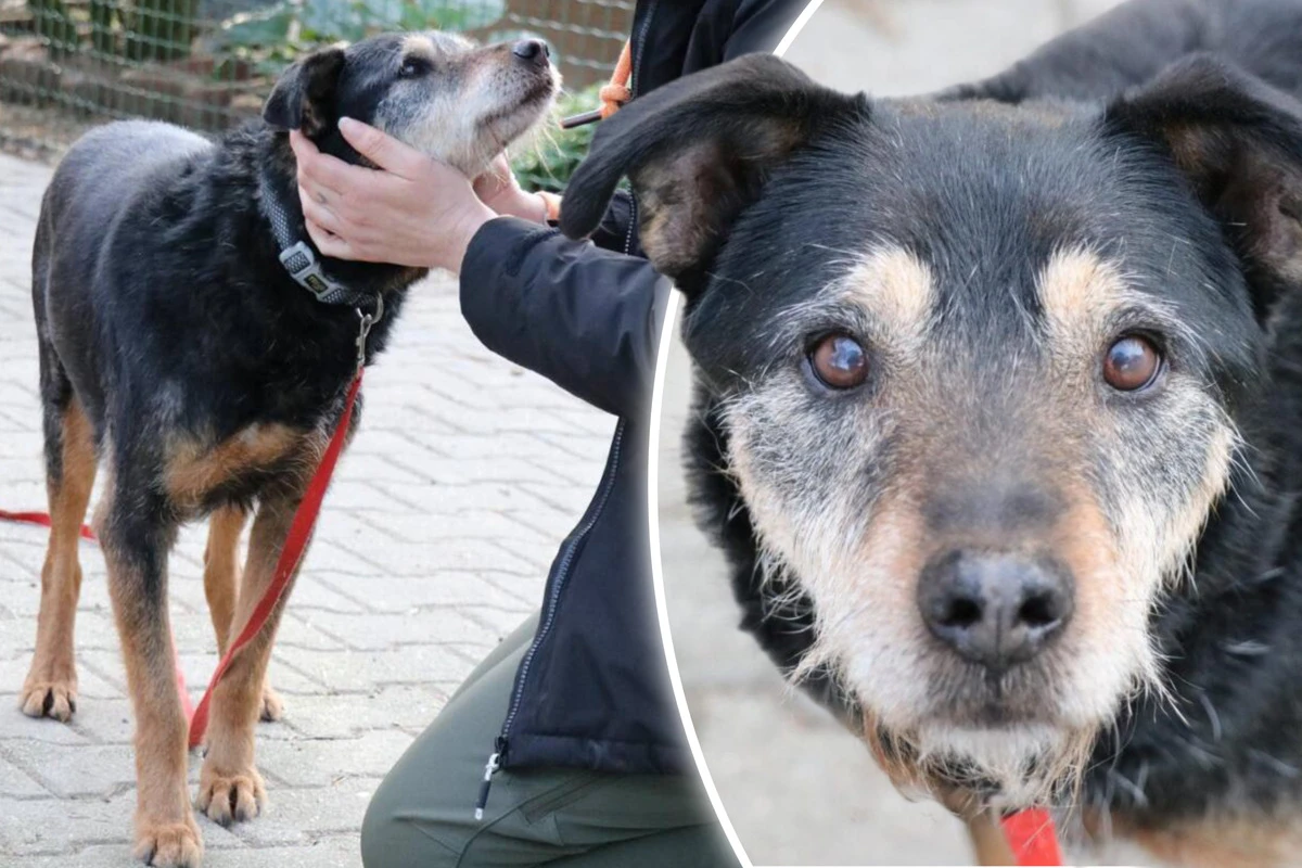 Sanfter Hundesenior sucht Liebe: Julian will endlich ankommen