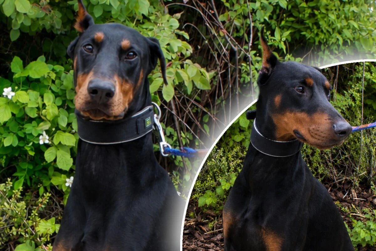 Imposante Erscheinung täuscht: Hund 