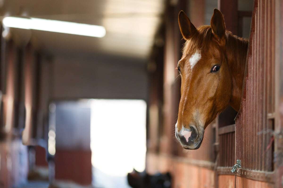 Skandal im Stall: Mann vergeht sich an Pferd, jetzt muss er in den Knast