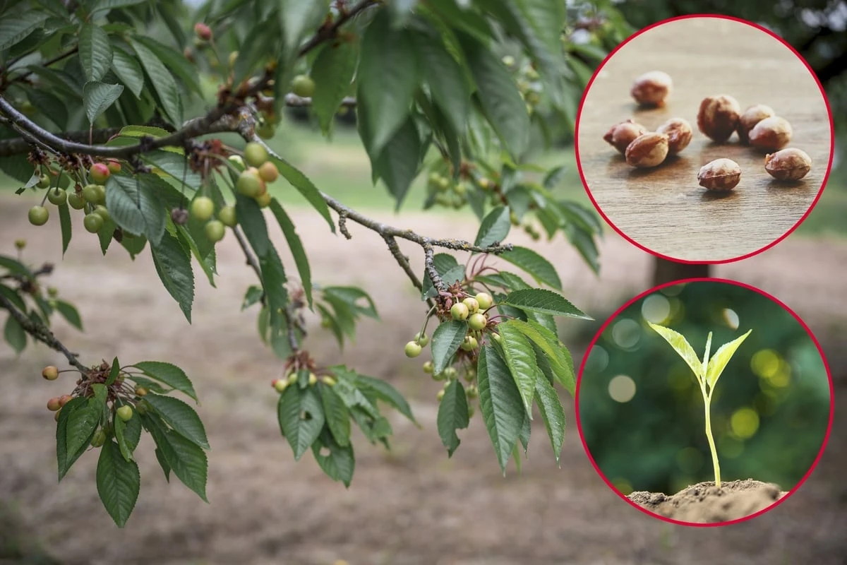 Endlich eigene Kirschen? So zieht man einen Kirschbaum aus einem Kern