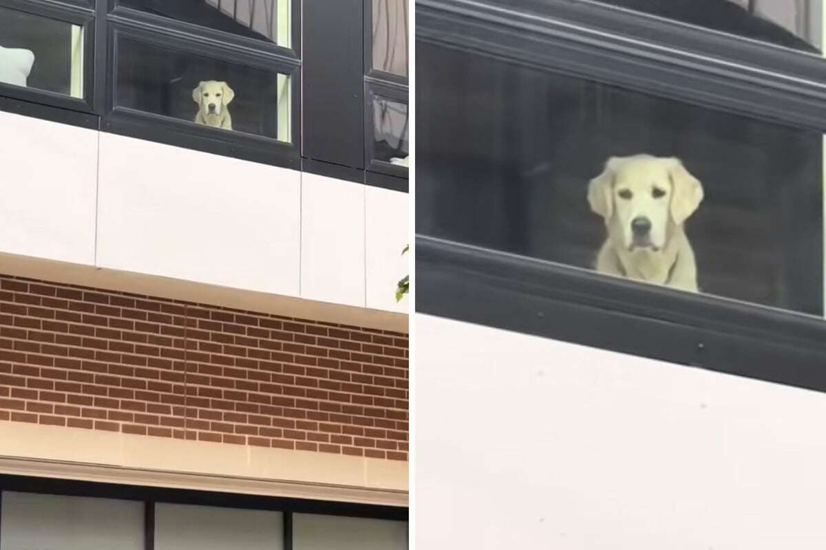 Golden Retriever starrt traurig aus dem Fenster: Der Grund sticht so vielen ins Herz