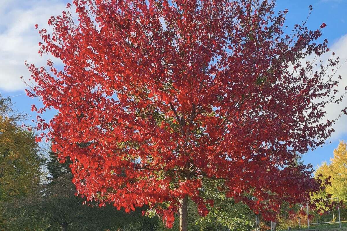 Dresden ruft zum Wettbewerb: Amt zahlt für den schönsten Baum!