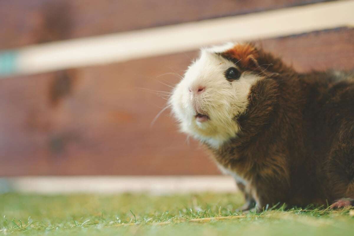 Meerschweinchen popcornen - Sind die Luftsprünge normal oder bedenklich?