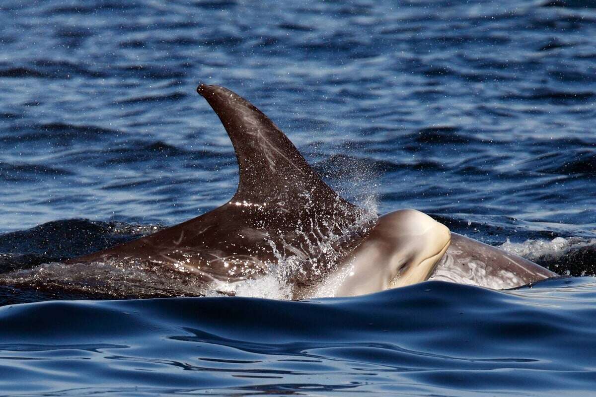 1500 statt 20! Besondere Delfinart sorgt für extrem seltenen Anblick