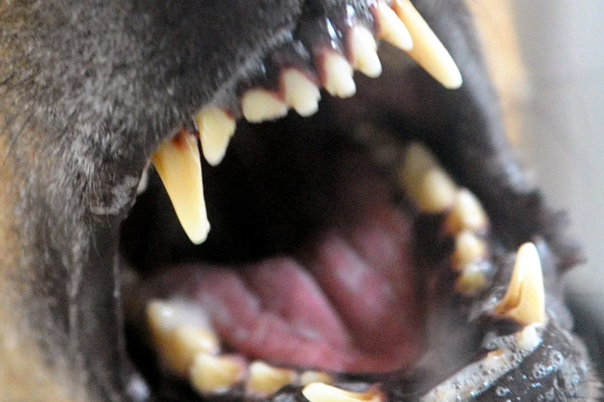 Hund beißt Spaziergänger Finger ab