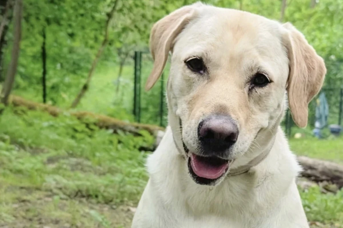 Labrador-Retriever Lotte braucht noch Orientierung: Kommt sie bei Dir zu Ruhe?
