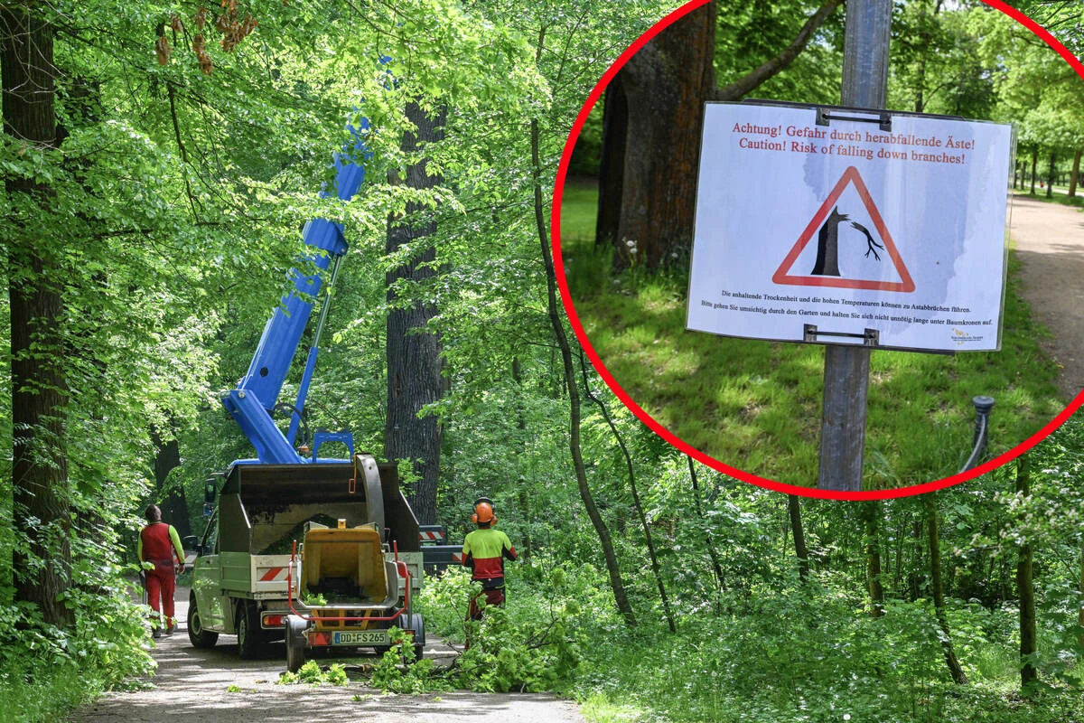 Buche umgestürzt: Französin im Großen Garten erschlagen
