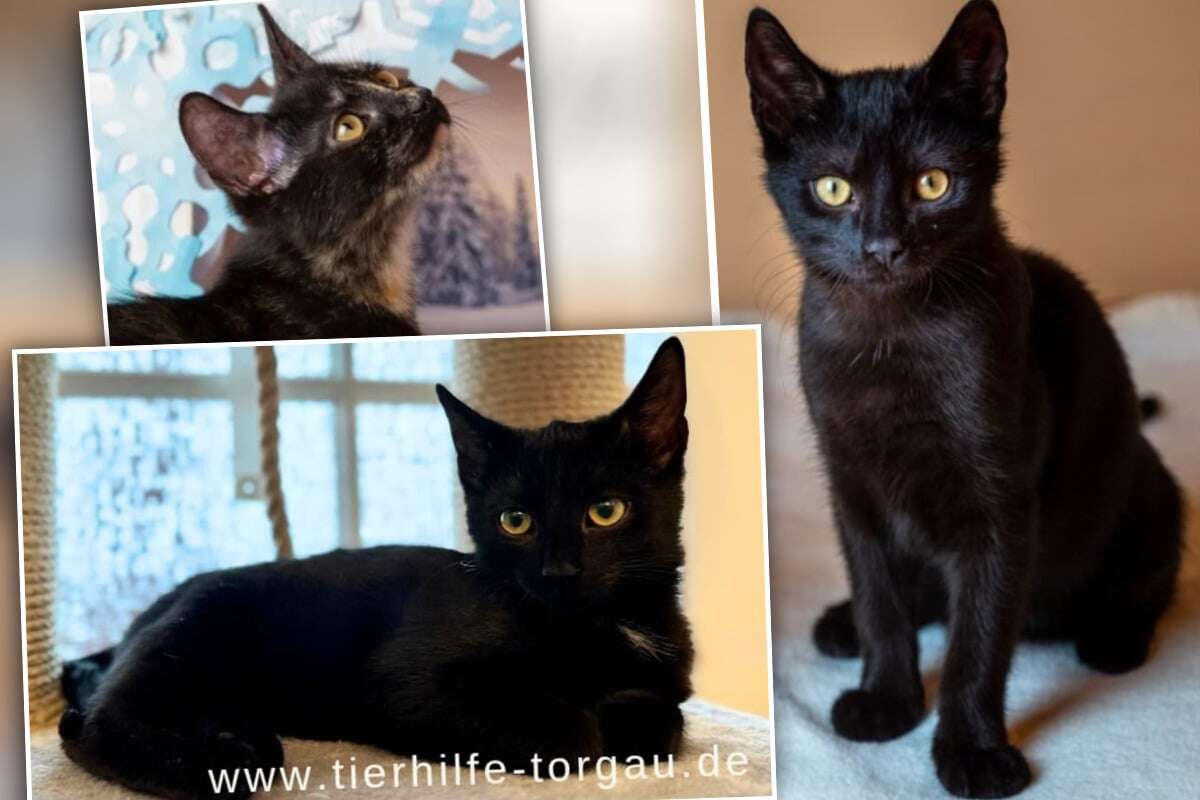 Ozzy, Alma und Mister B: Süße Samtpfötchen suchen ein neues Zuhause