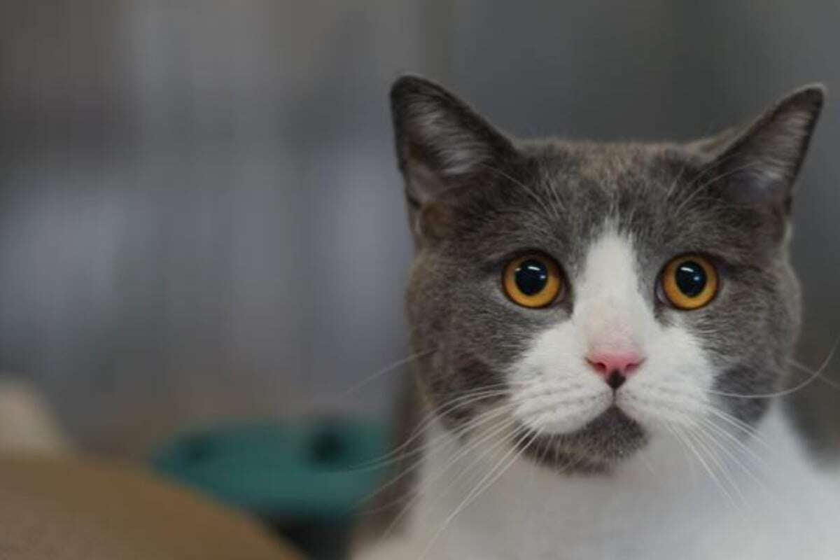 Wunder, dass er noch lebt: Kater Buddy hat einen letzten Wunsch