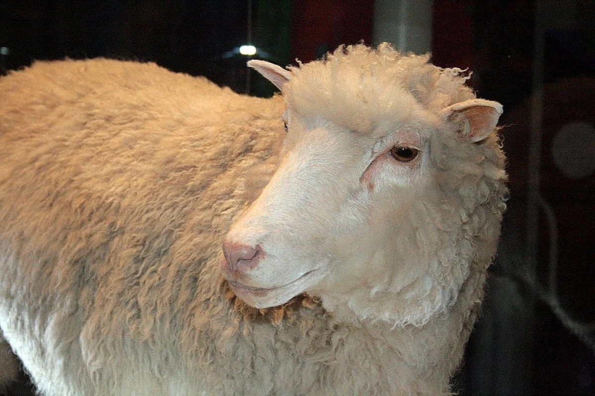 Heute vor 30 Jahren: Die Geburt von Dolly überraschte die Welt