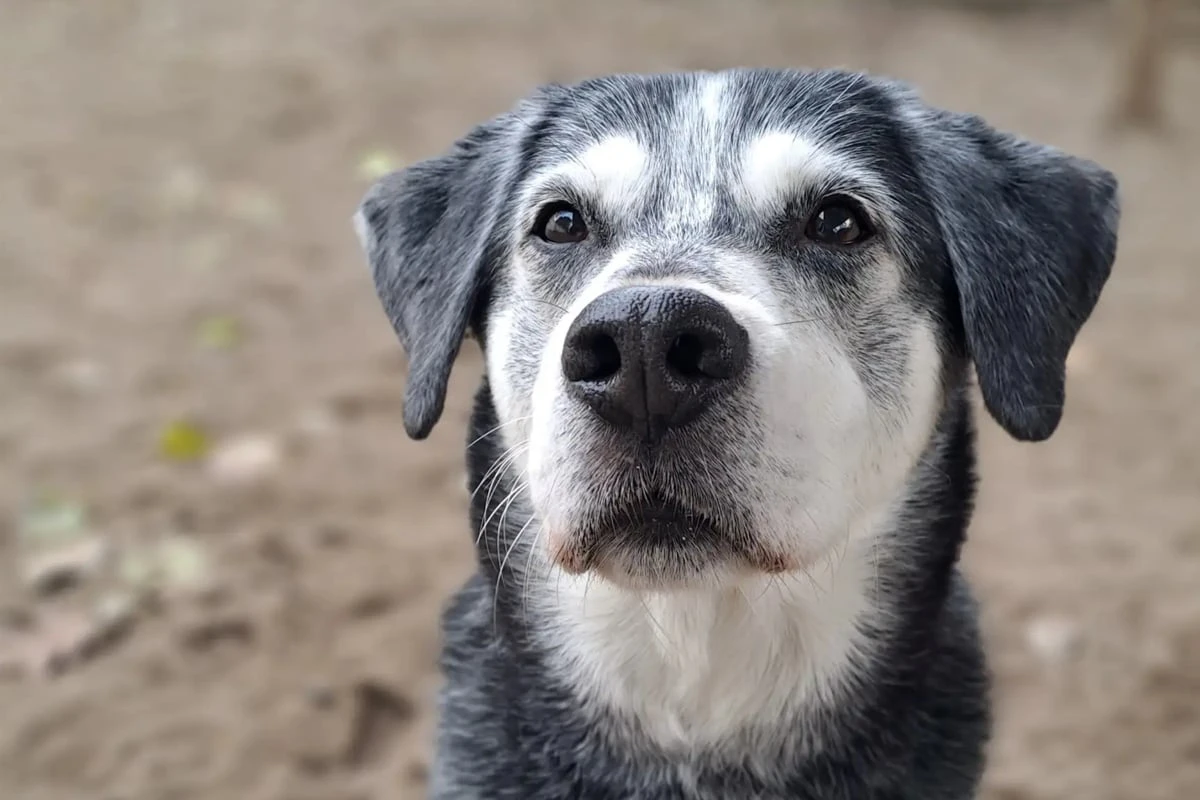 Vom Pech verfolgt: Wer schenkt Mischlingshündin Luna ihr Happy End?