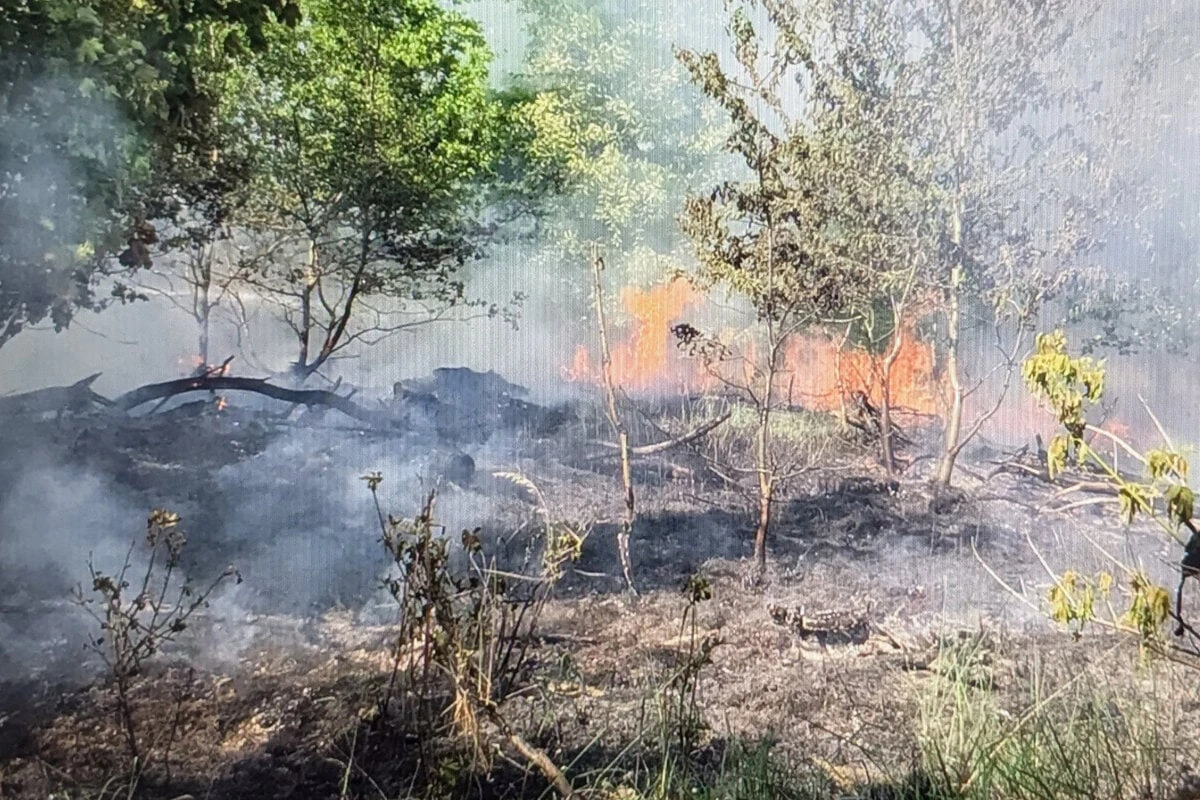 Wald bei Genthin in Brand gesteckt: Polizei sucht zwei Jugendliche