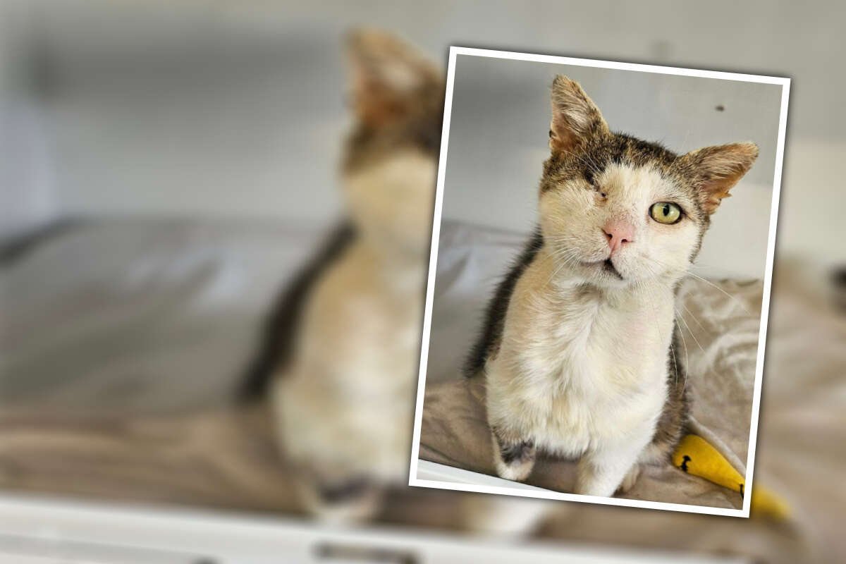 Vom Leben gezeichnet: Kater 