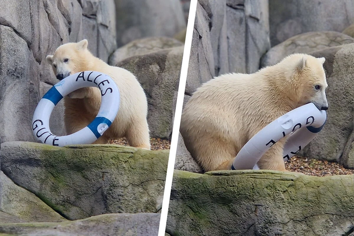 Ihre Geburt war eine kleine Sensation: Eisbärjungtier Anouk zieht aus