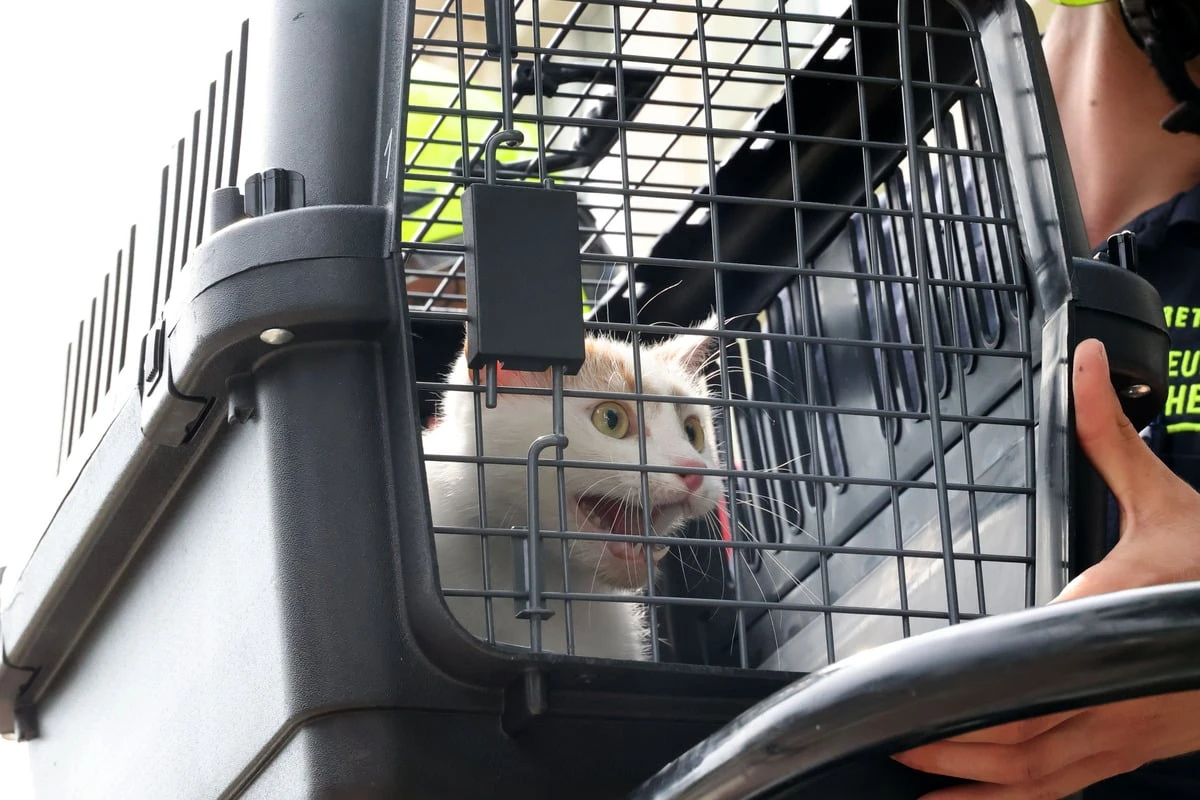 Katze verirrt sich auf Dach in Chemnitz: Feuerwehr rettet Tier mit Drehleiter