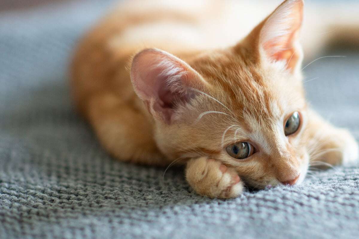 Tödliche Katzenseuche in diesem Kreis nachgewiesen: Tierschutz rät jetzt zum Handeln!