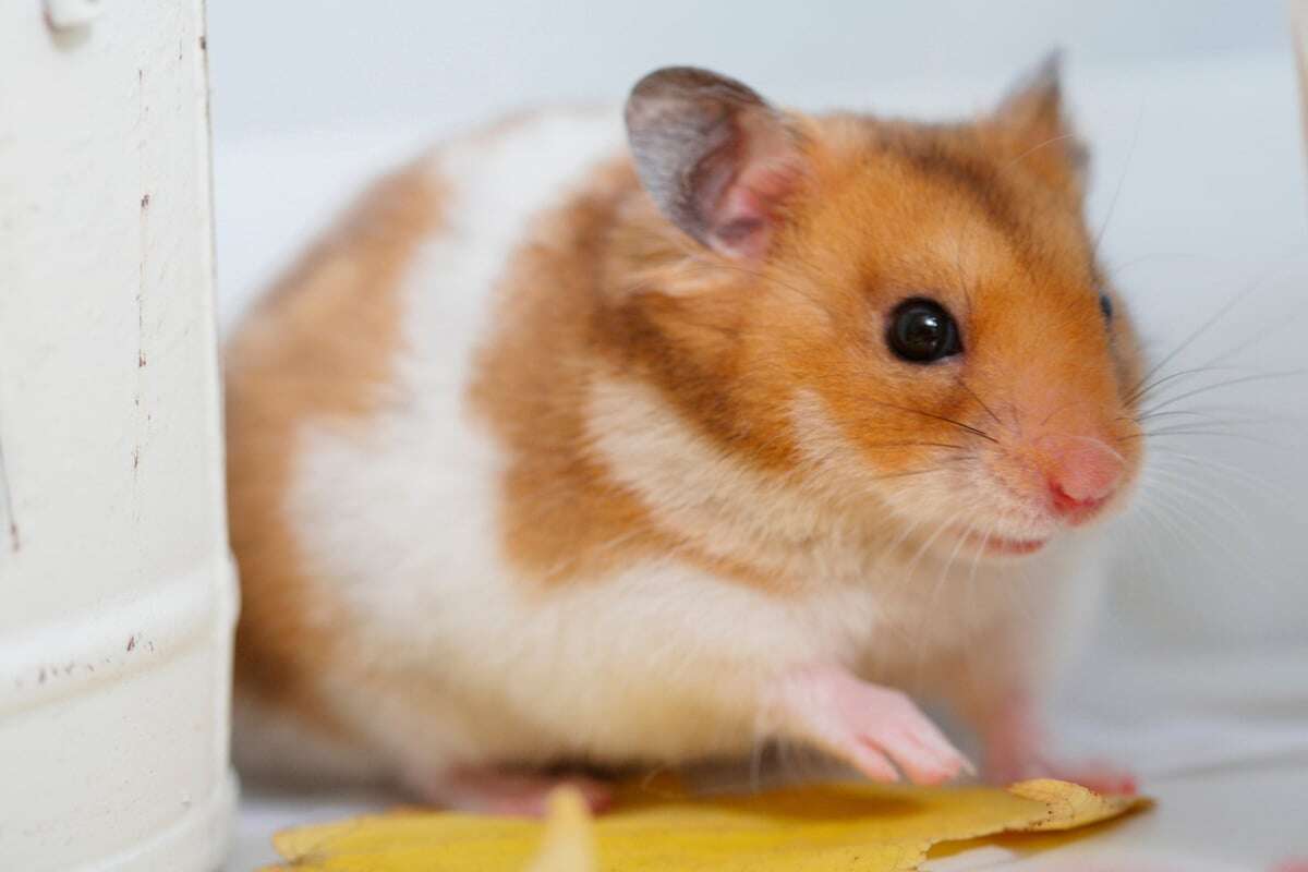 Hamster beißt zweifache Mutter - tot