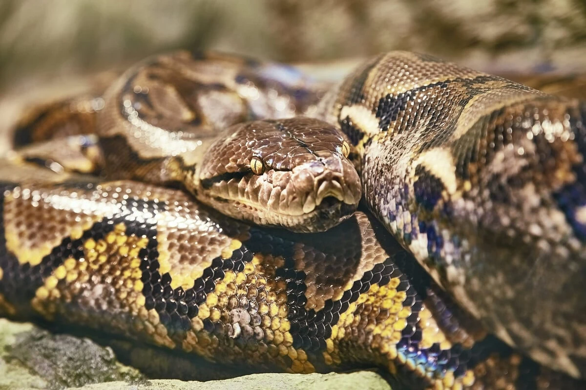 Sie kam nicht nach Hause: Suche nach vermisster Ehefrau endet tragisch im Maul einer Python