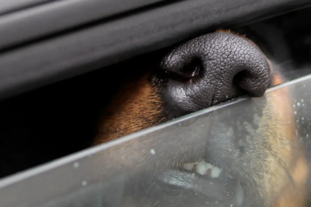 Bei praller Sonne: Hund in Auto zurückgelassen