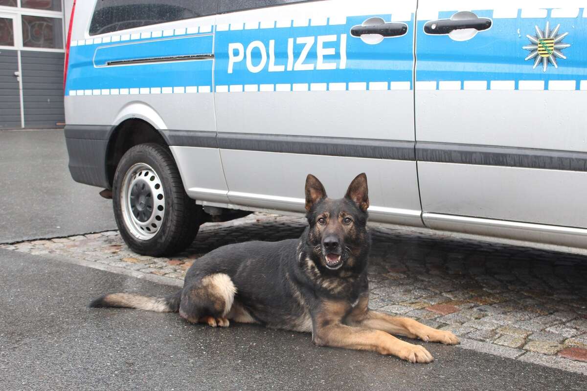 Selbst Hunde spüren ihn nicht auf: Mann überfällt Tankstelle und macht sich aus dem Staub