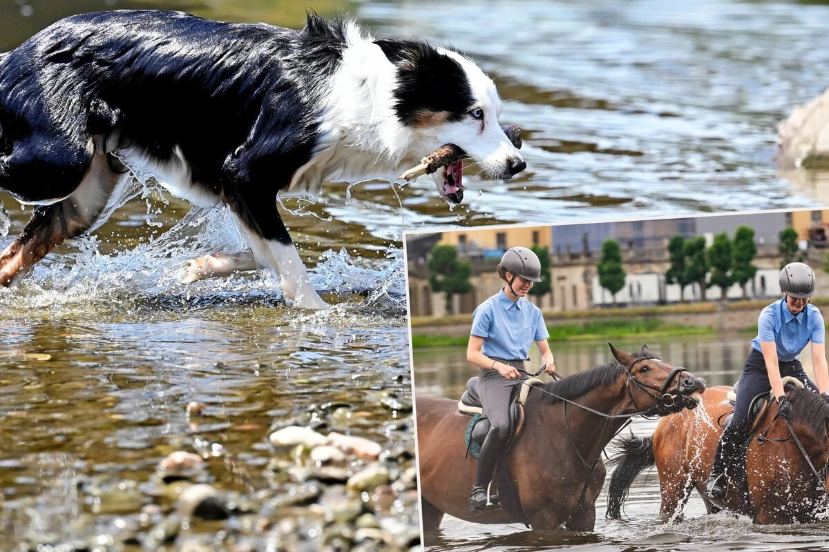 Wie Tiere in Sachsen der Hitzeglocke trotzen