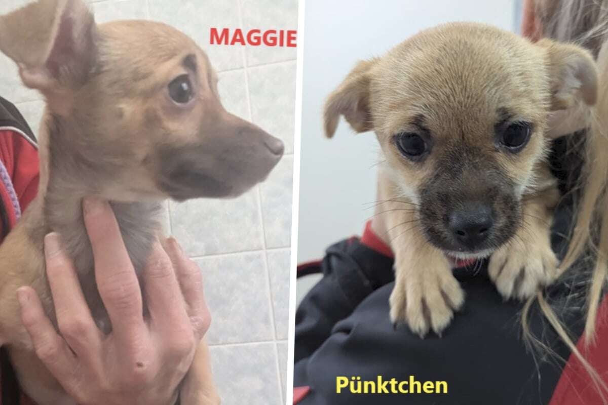 Niedliche Welpen landen im Tierheim, wer kümmert sich jetzt um Maggie und Pünktchen?