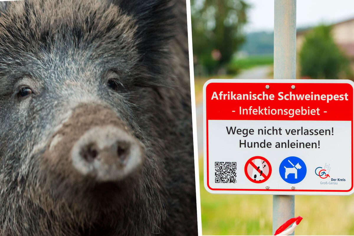 Kein Ende in Sicht bei Schweinepest in Hessen: Millionenkosten und Auflagen beim Waldbesuch