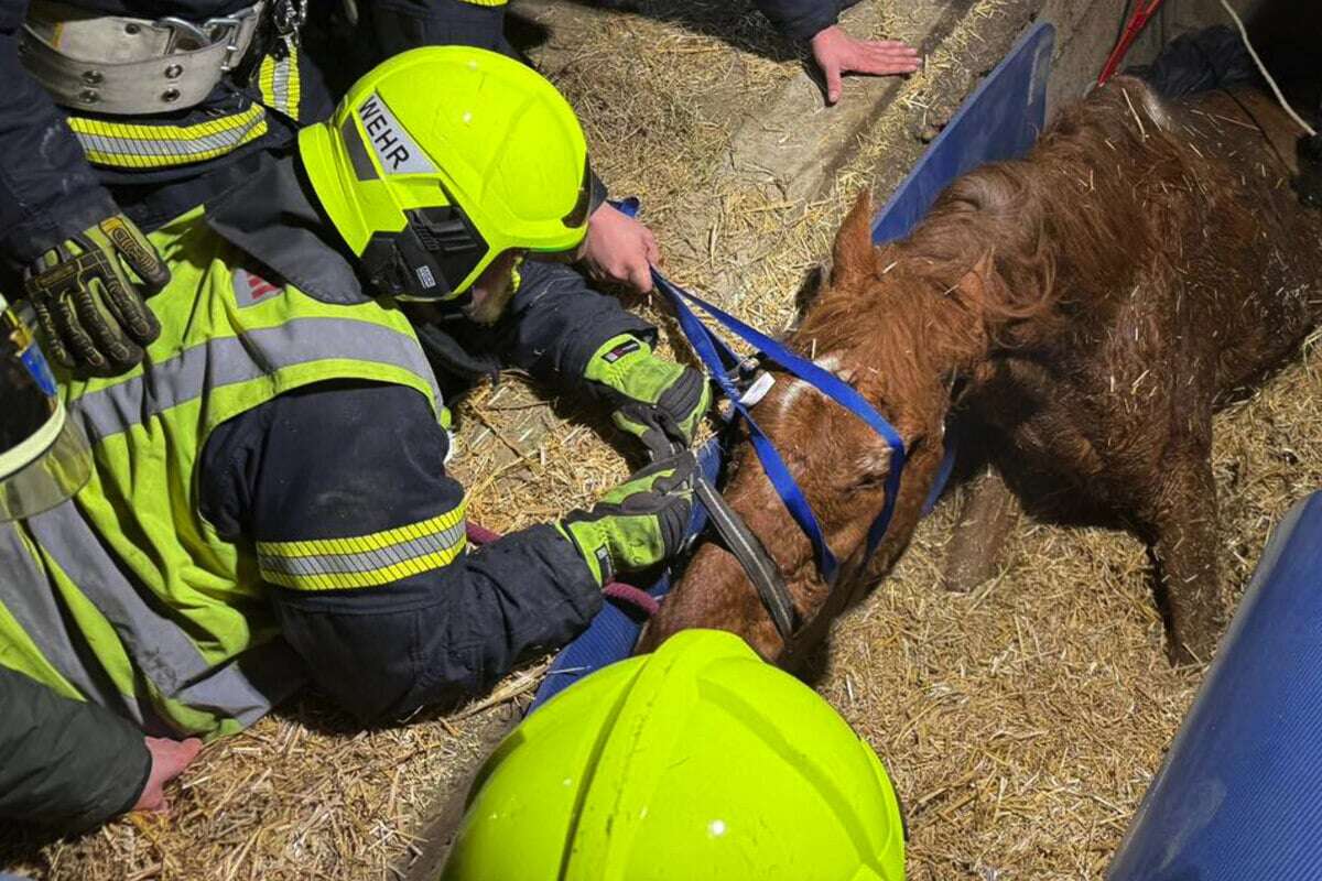 Pferd stürzt in Grube: Aufwendige Rettungsaktion endet tragisch