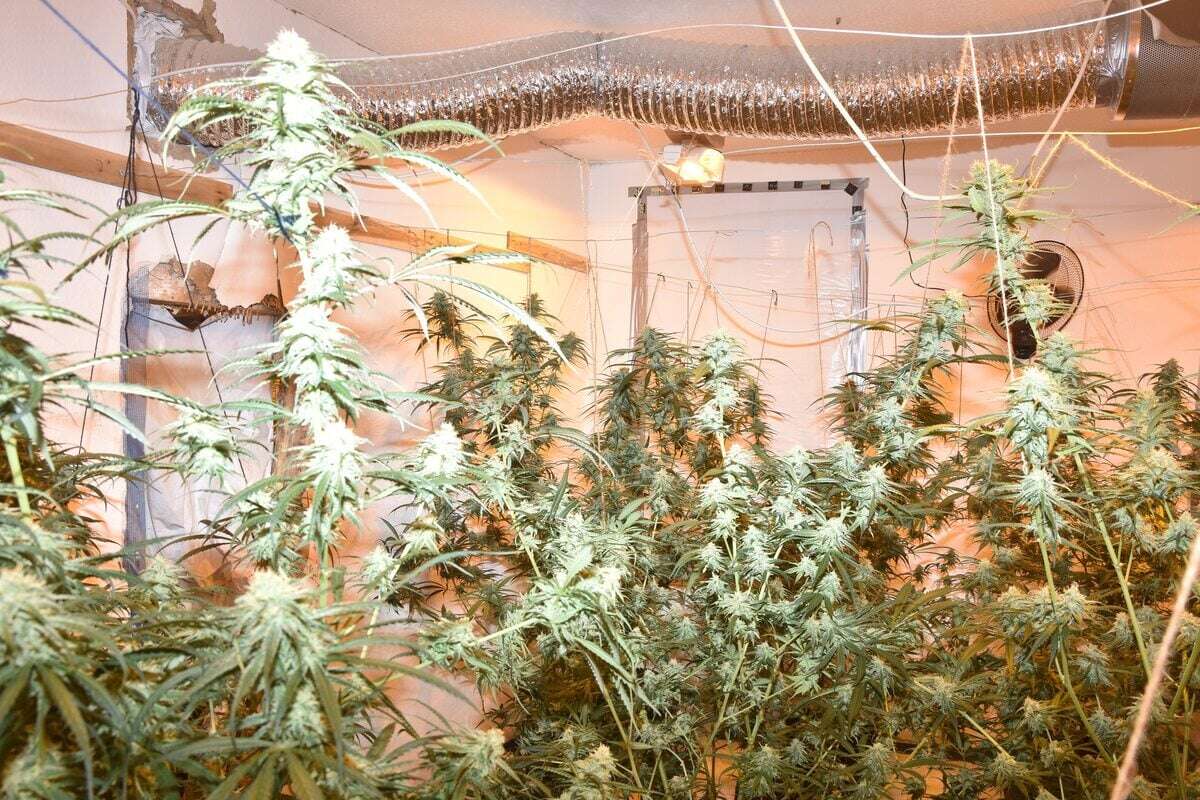 Mehr als 550 Pflanzen: Polizei legt Cannabis-Großbauern das Handwerk