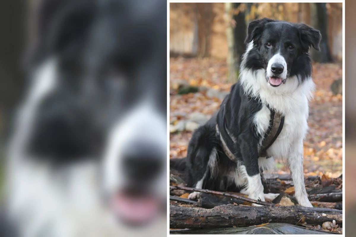 Toller Border Collie sucht neues Zuhause, aber Lennox ist kein Hund für jeden