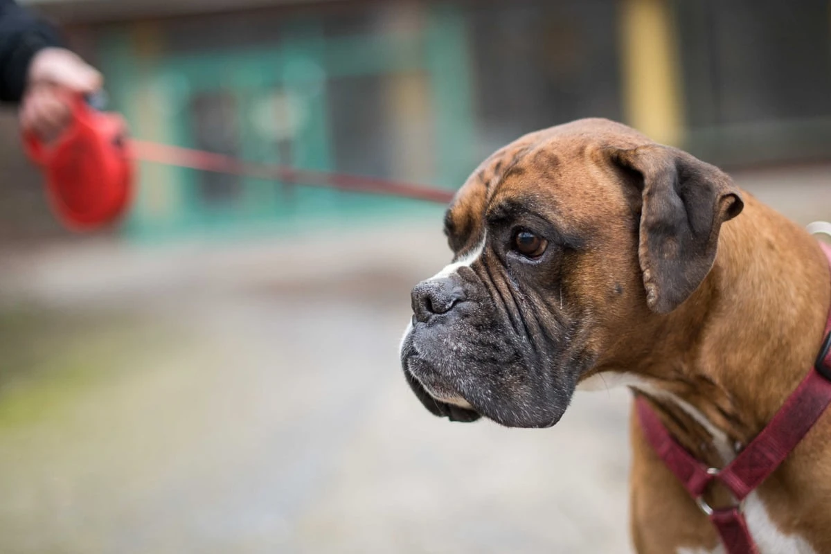 Hund blutig getreten und gewürgt: Polizei bringt Vierbeiner in Sicherheit