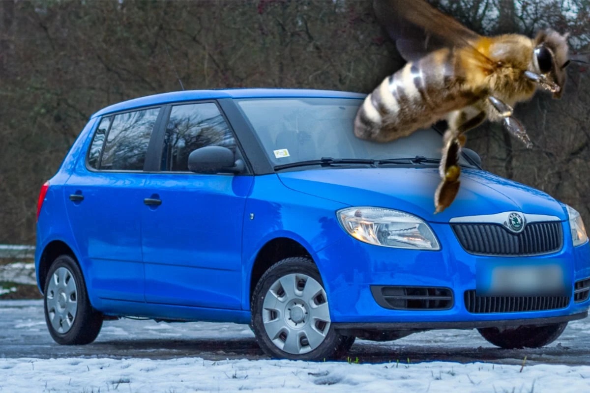 Bienen kacken Auto voll, jetzt soll Versicherung blechen: Alles gelogen?