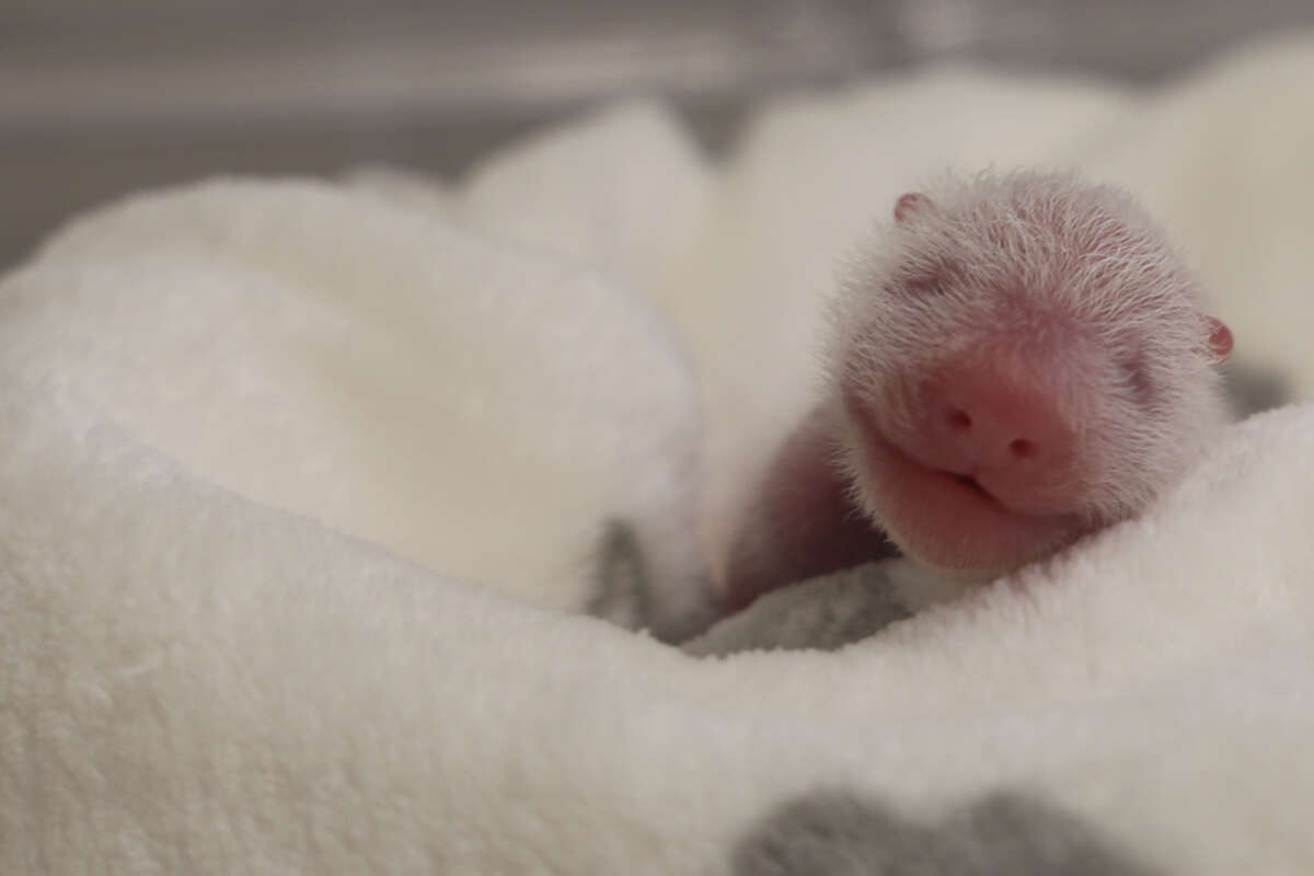 Tierpfleger atmen auf: Panda-Babys im Berliner Zoo nehmen an Gewicht zu!