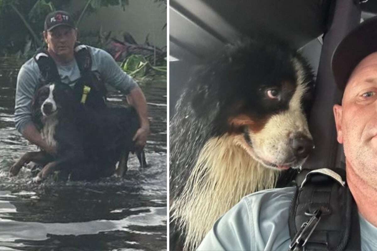 Feuerwehrmann rettet Hund aus den Fluten: Der Blick des Tiers danach sagt alles