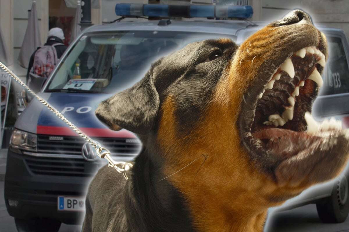 Rottweiler geht auf Frau los: 34-Jährige erleidet schwere Bisswunden!