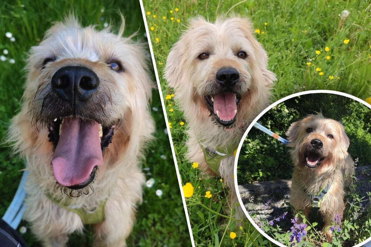 Hund lässt sich nicht die Laune verderben: Wird er endlich mit einem Happy End belohnt?