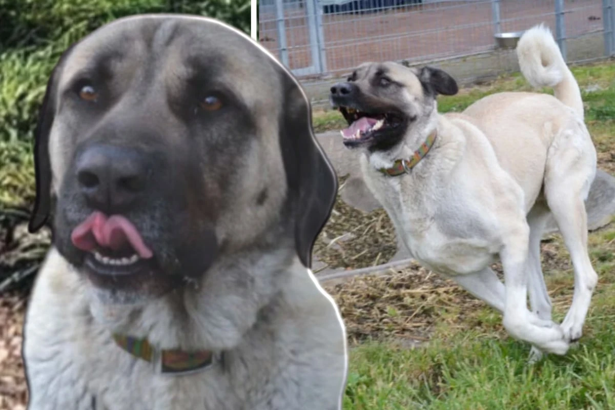 Hund auf Hinterbeinen mit 1,80 Meter will Job machen, aber nicht bei jedem: Happy End für Bo?