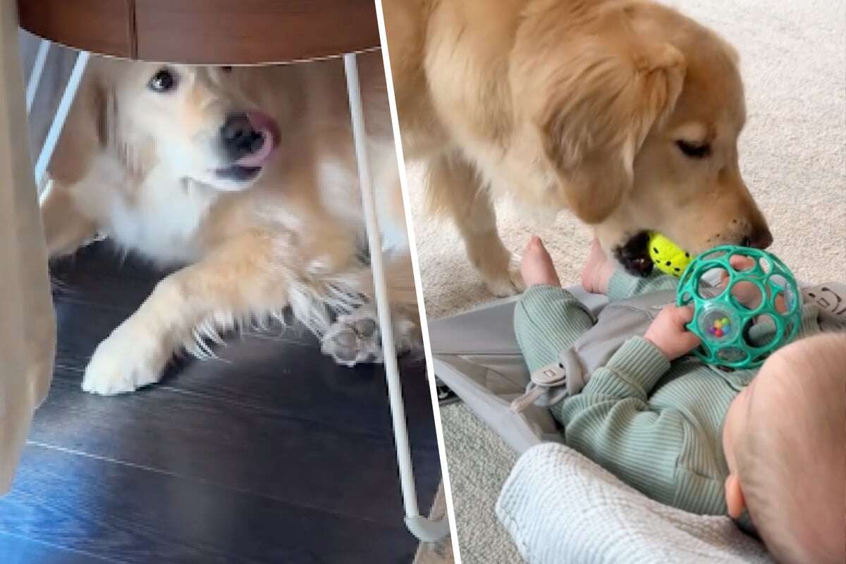 Golden Retriever treffen auf Baby - Wie sie sich um das Kind kümmern, geht so nahe