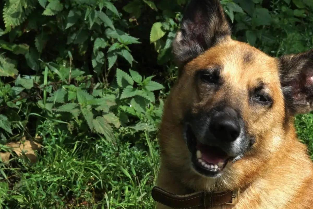 Seine Krankheit hält ihn nicht auf: Wer schenkt Mischling Ernie ein Happy End?