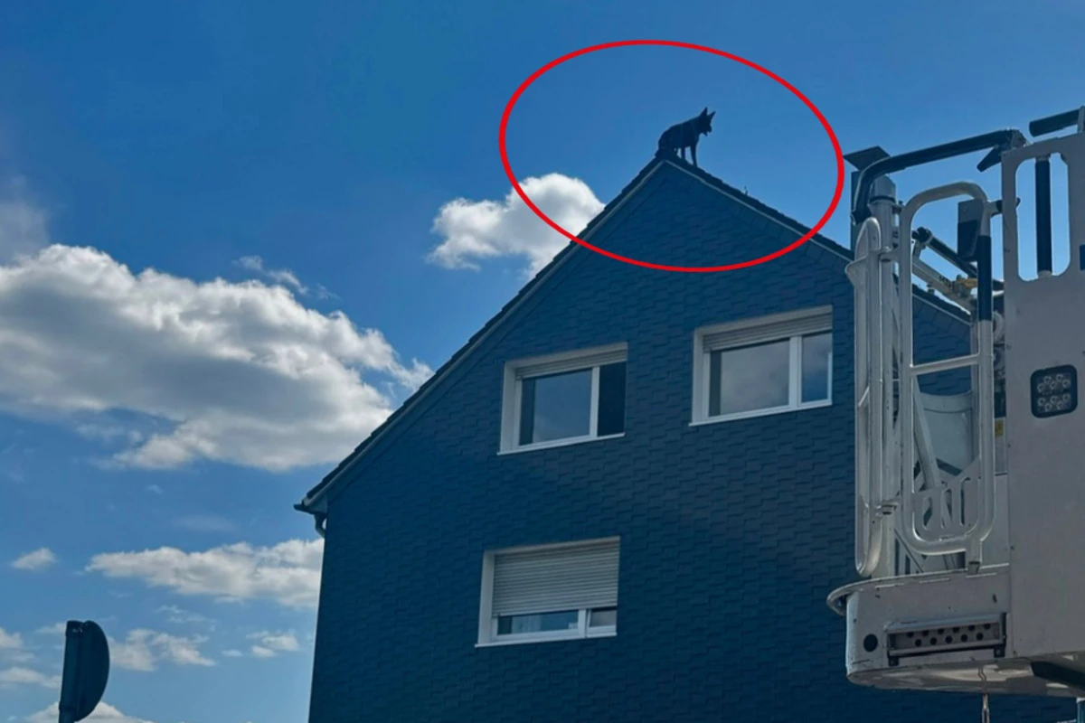 Schäferhund steht auf Hausdach: Feuerwehr bringt Sprungpolster in Position