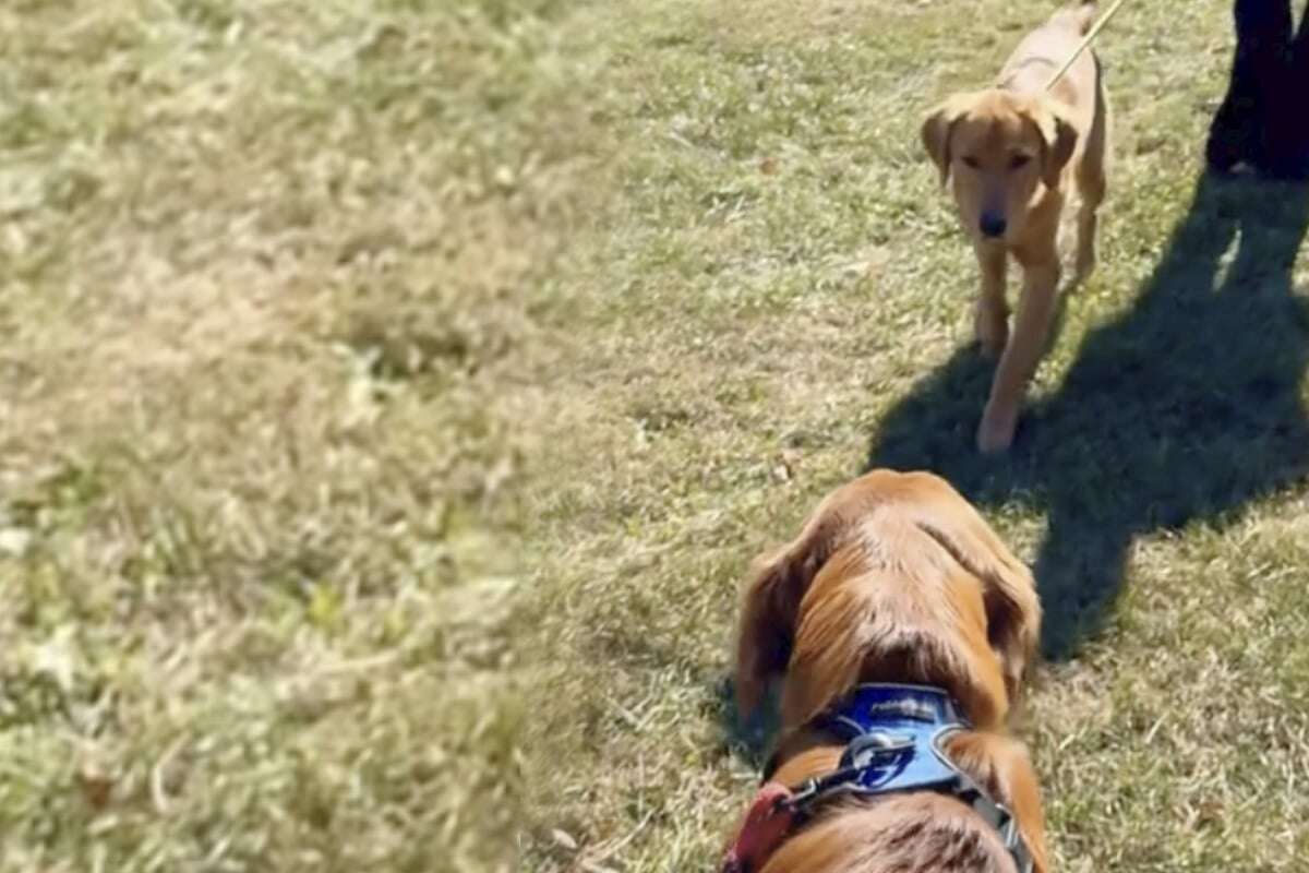 Golden-Retriever-Welpen sehen sich nach Trennung zum ersten Mal: Ihre Reaktion lässt Herzen schmelzen