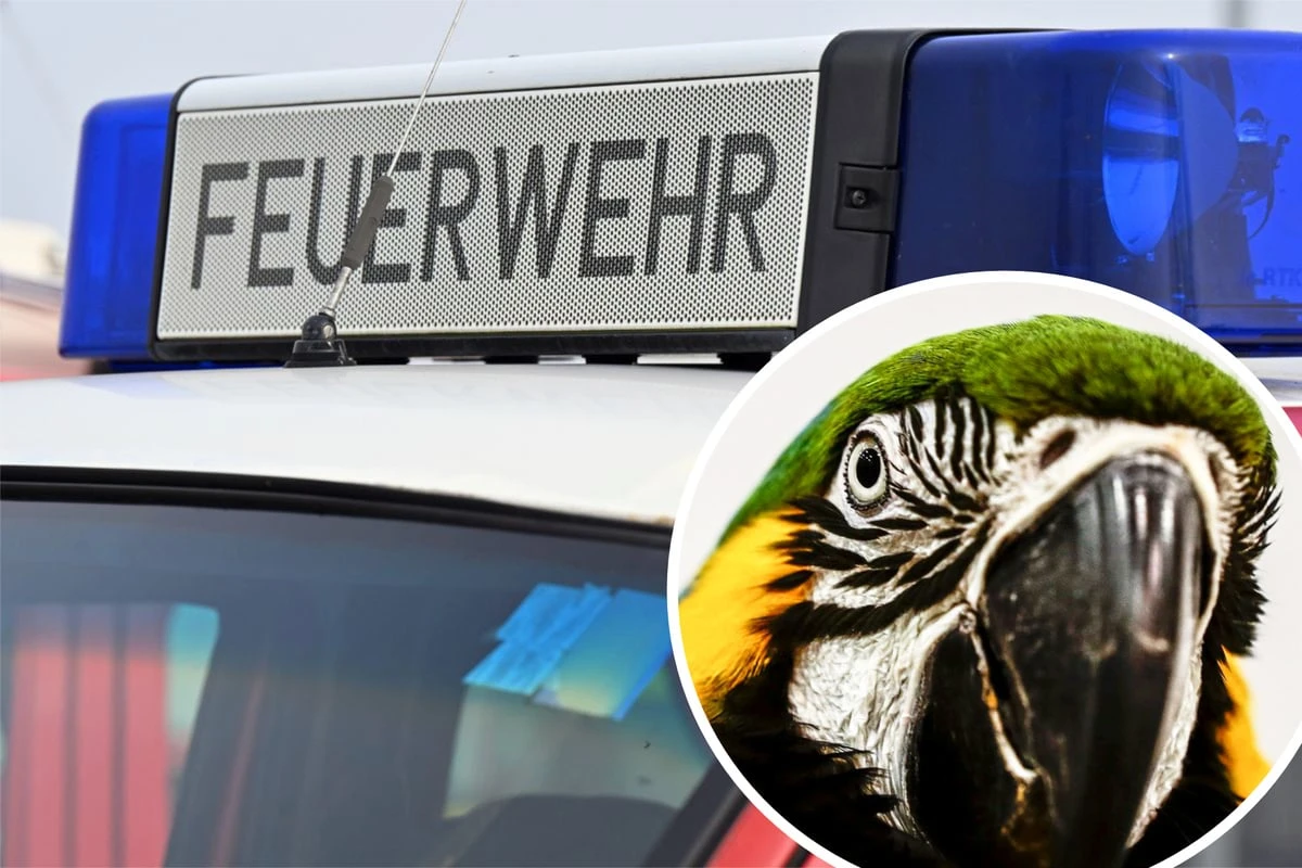 Hilferufe sorgen für Feuerwehr-Einsatz in Karlsruhe: Vor Ort wartet eine Überraschung