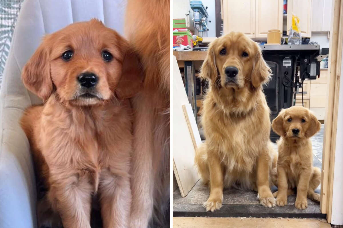 Golden Retriever wird mit Welpe konfrontiert: Was er dann tut, verzückt so viele