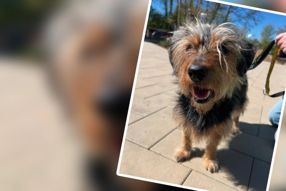 Tierheim nach Schock-Diagnose fassungslos: Wieviel Zeit bleibt Hund Benji noch?