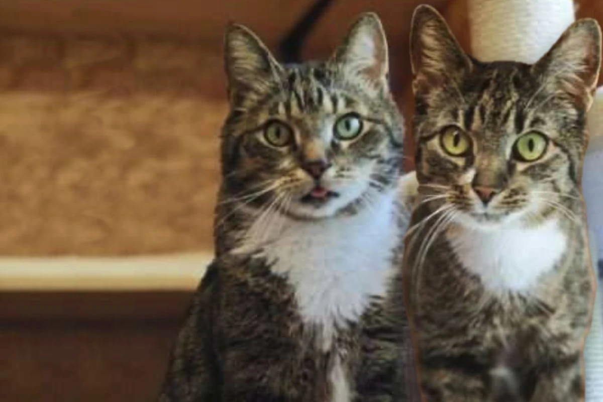 Kiba und Mali vertrugen sich nicht mit den neuen Katzen ihres Besitzers: Nun suchen sie eine neue Chance