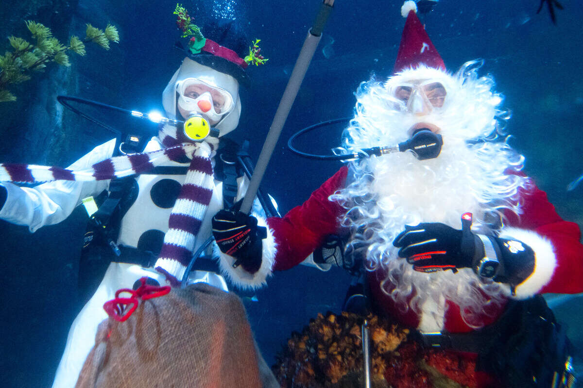 Unter Wasser! Was treibt denn dieses Weihnachts-Duo zwischen Fischen?