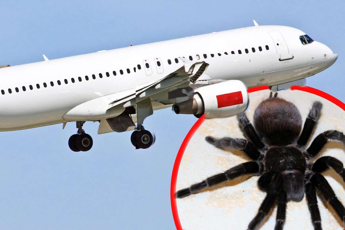 Horror über den Wolken: Spinne beißt Pilot während des Flugs!