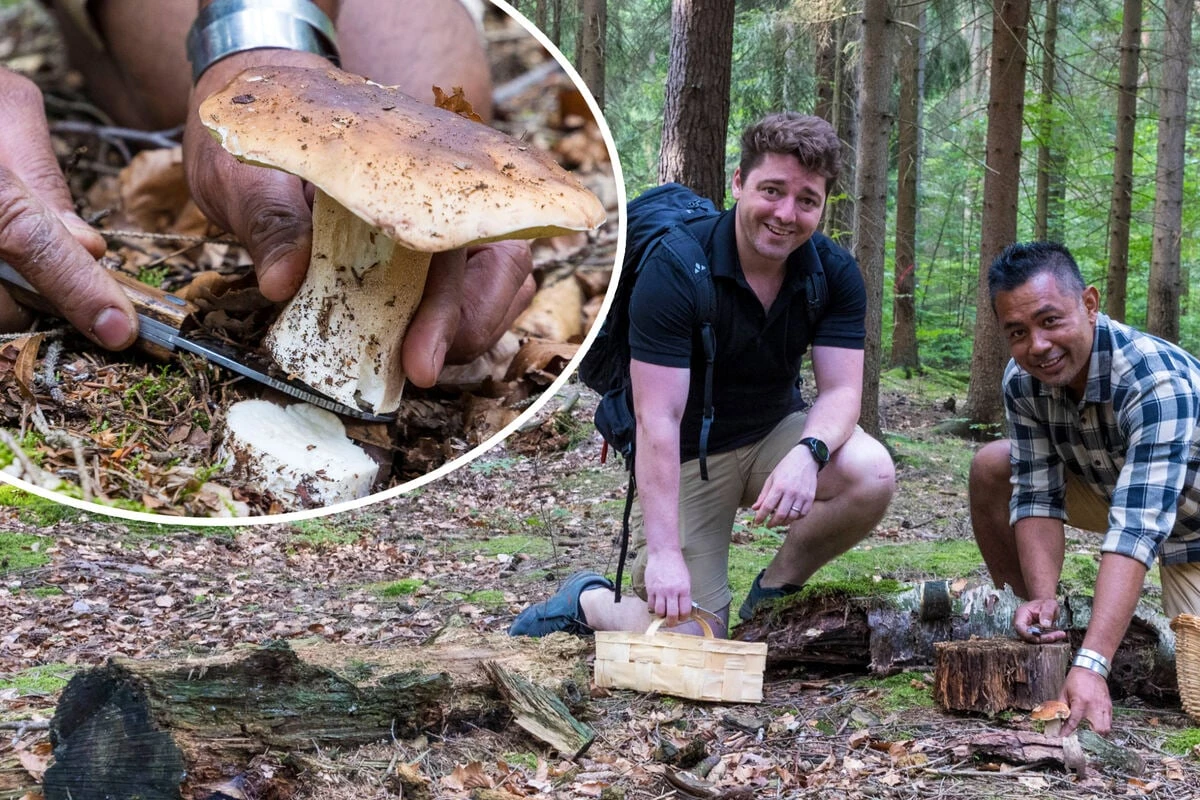 Schauer-Sommer bringt Pracht-Pilze: Zwei Australier im Osten auf Pilzsuche